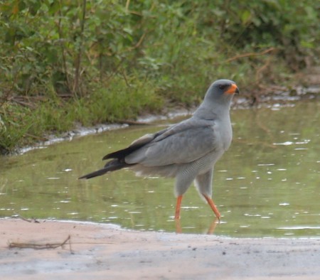 Dark Chanting Goshawk Tendaba Gambia