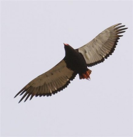 Bateleur eagle Tendaba Gambia