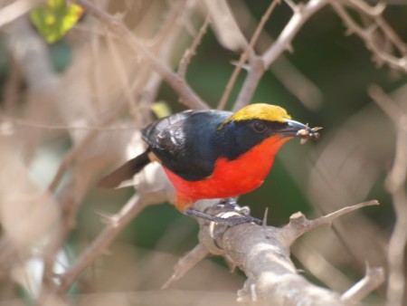 Yellow crowned gonolek Gambia