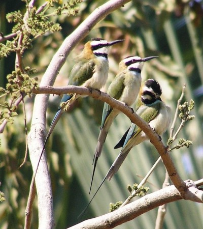 White Throated Bee Eaters Senna Gambia
