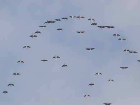 Pink Footed Geese going NW over Dewsbury SF 18/2/14