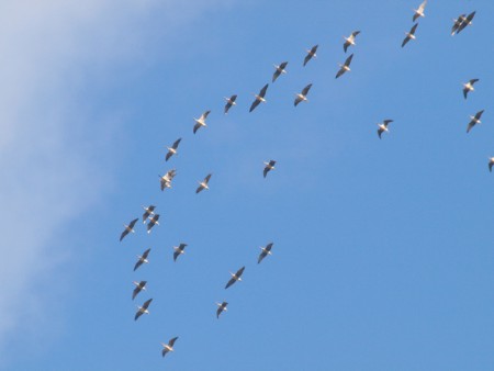 Pink Footed Geese over Dewsbury SF going NW 18/02/14