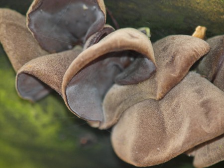 Jews Ear Fungi Ossett 18/02/14