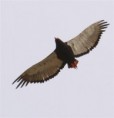 /album/photogallery/bateleur-jpg/