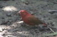 /album/photogallery/firefinch-jpg/