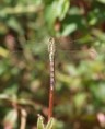 /album/photogallery/dragonfly-jpg/