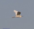 /album/my-local-birding-gallery/p8267640-jpg/