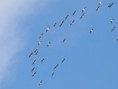 /album/my-local-birding-gallery/p2188366-jpg1/