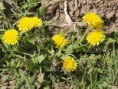 /album/my-local-birding-gallery/dandelions-jpg/