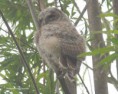/album/my-local-birding-gallery/p5138782-jpg/